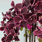 Luxury Real Touch Burgundy Orchid in Maroon Ceramic Planter