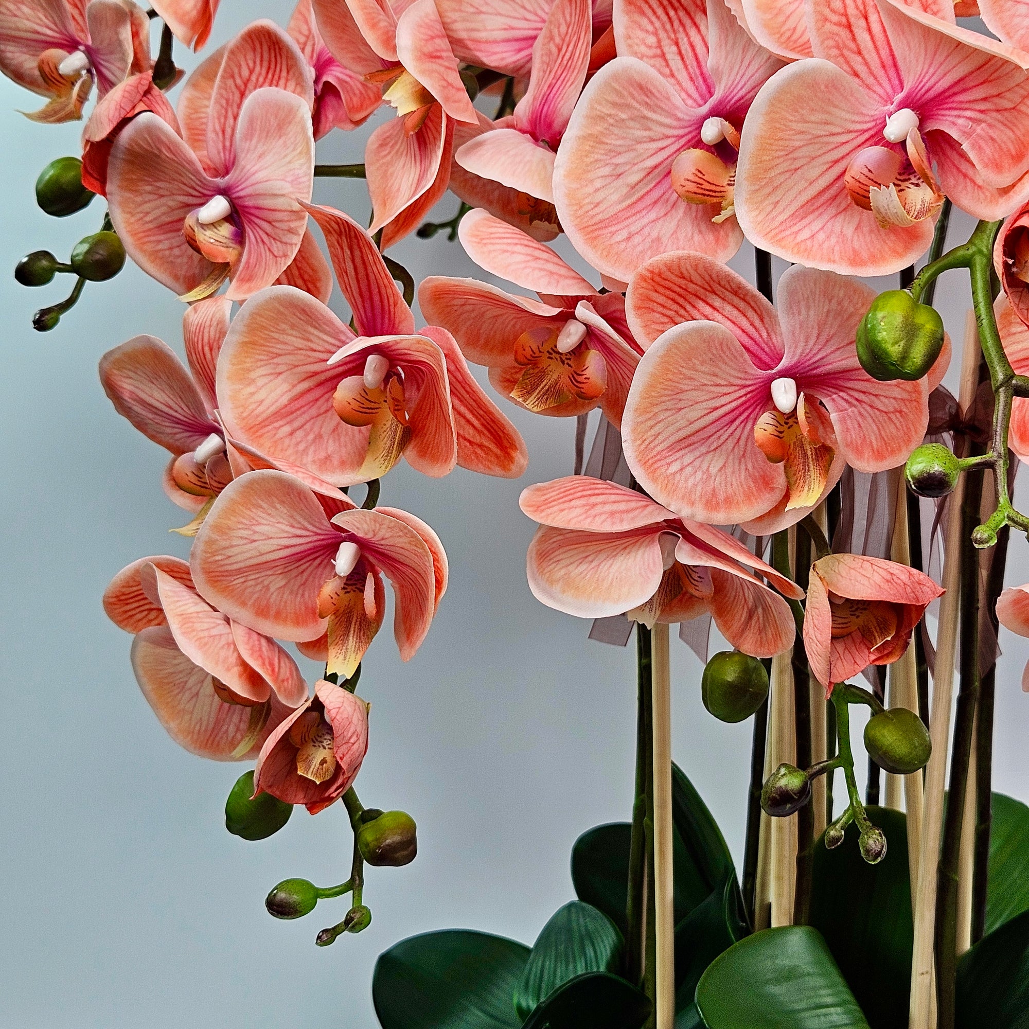 Luxury Real Touch Coral Orchid in Pine Green Ceramic Planter