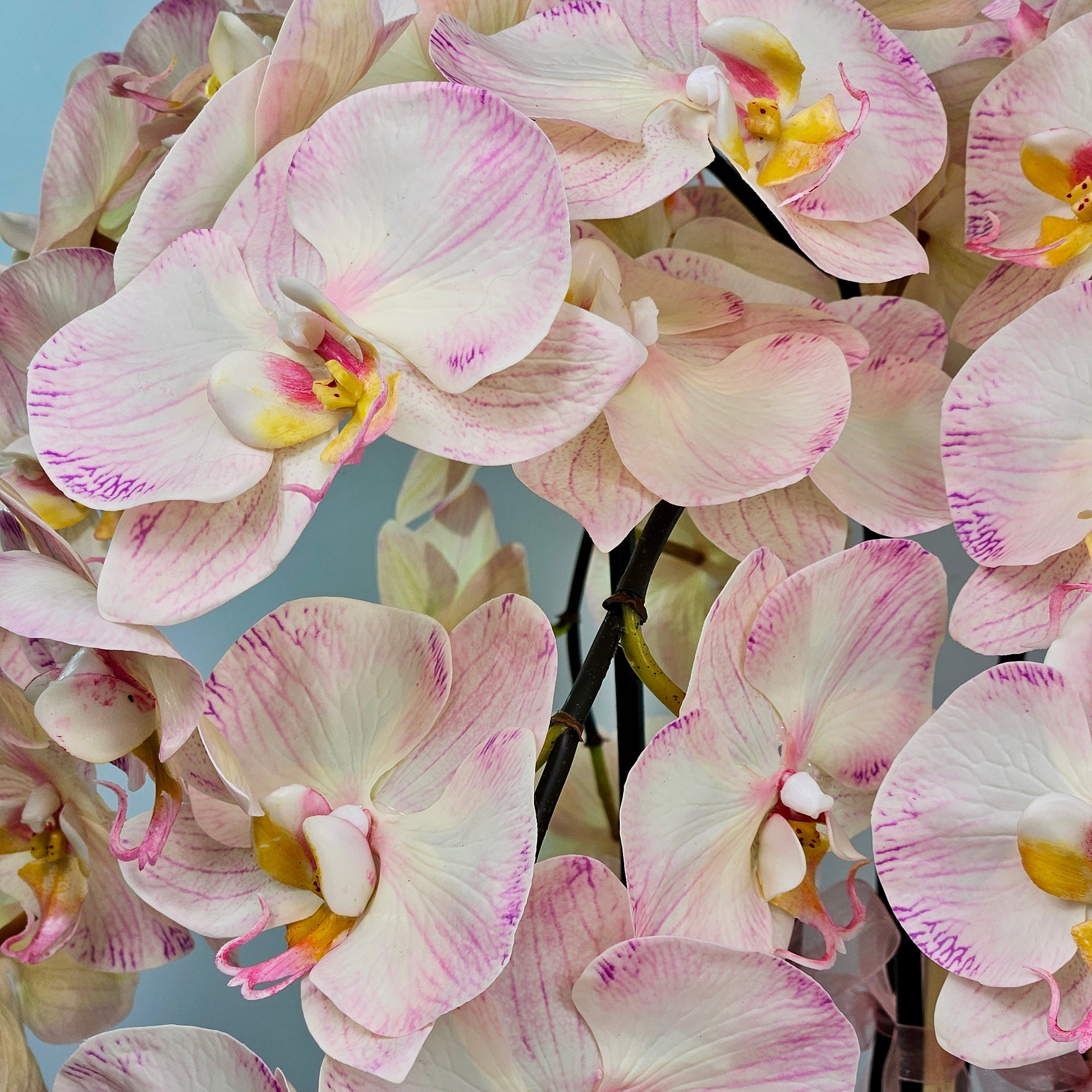 Luxury Full Bloom Highly Realistic Blush Pink Orchid in Metallic Grey Ceramic Planter