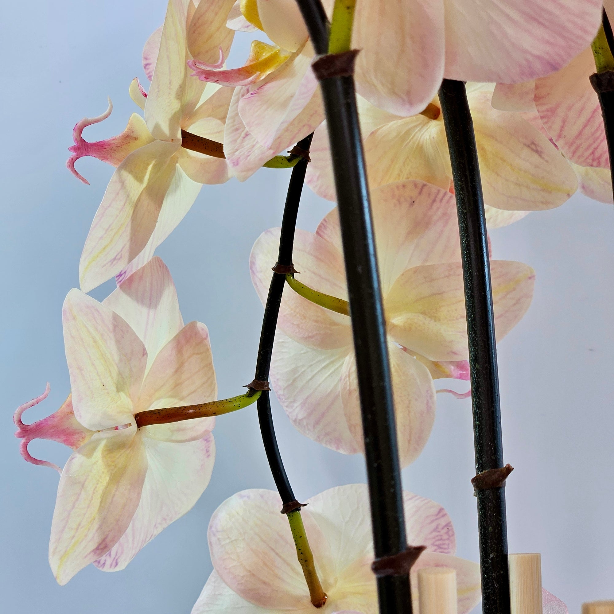 Luxury Full Bloom Highly Realistic Blush Pink Orchid in Metallic Grey Ceramic Planter