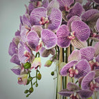 Luxury Real Touch Purple Striped Orchid in Shiny Gold Porcelain Planter